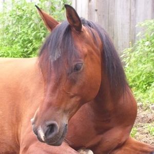 Meet your Posher, Bev